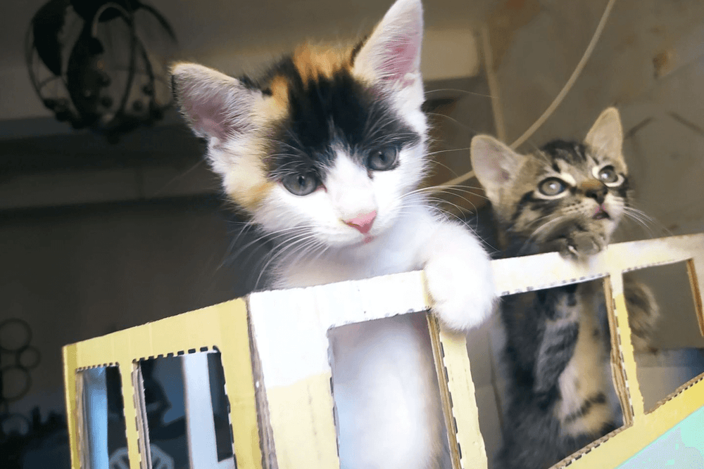 Plus de 200 noms de chat en U pour 2023