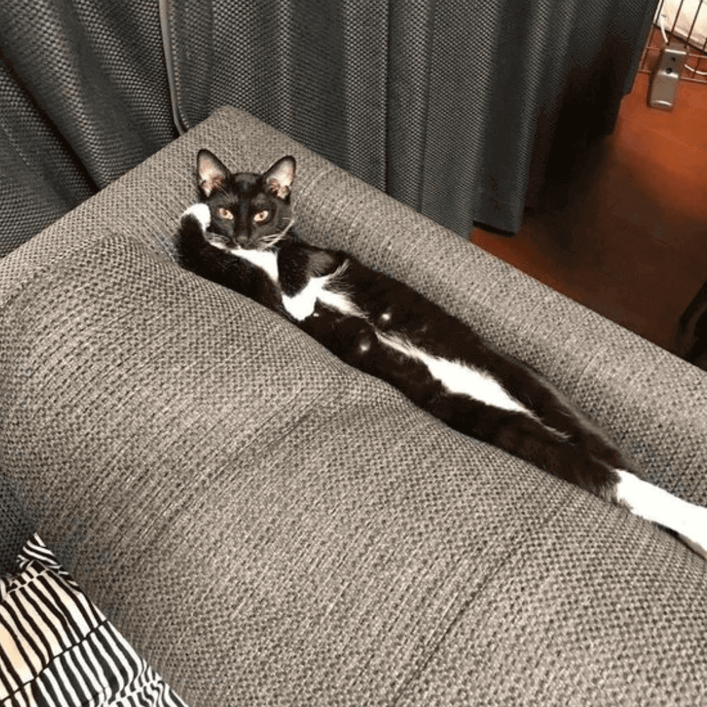 Top 10 Katzen, mit denen man den Valentinstag verbringen sollte Ziggy Top 10 Katzen, mit denen man den Valentinstag verbringen sollte Ziggy