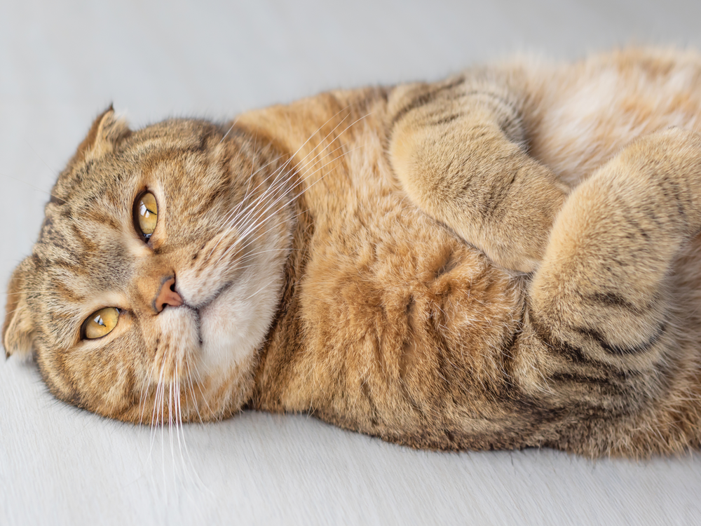 Chat en surpoids allongé sur le dos