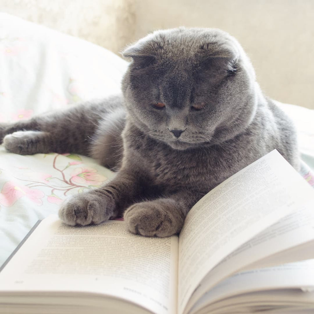 chat sur un livre 