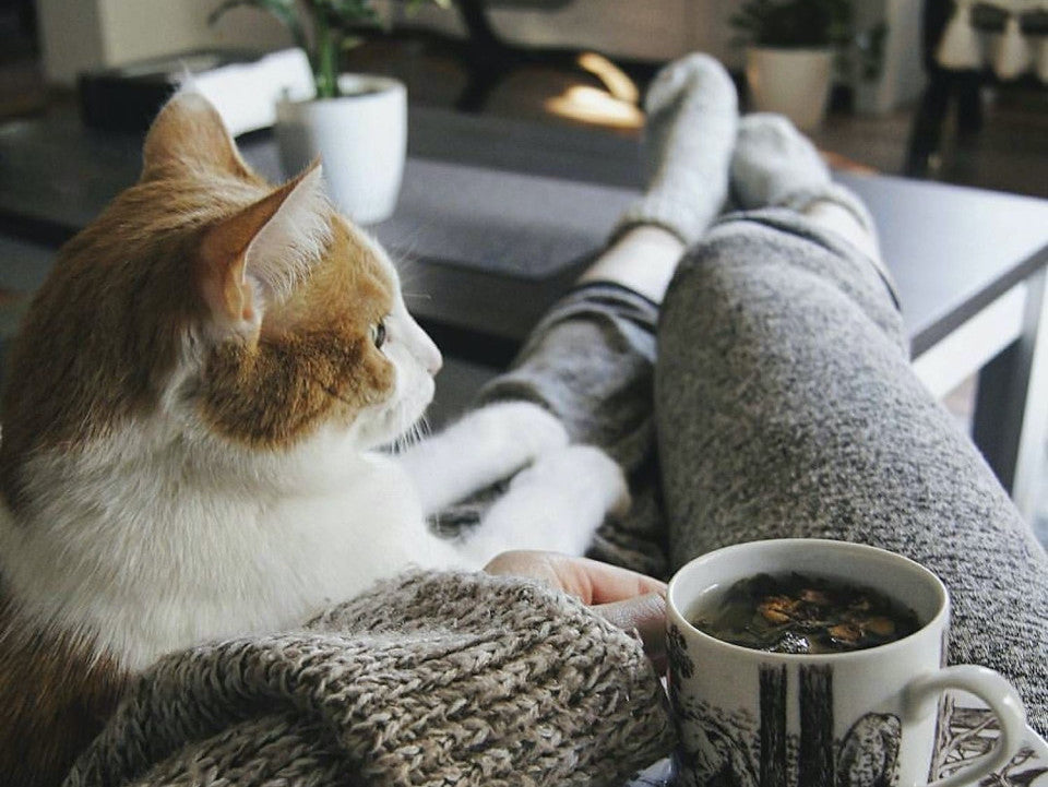 10 idées d'activités cocooning à faire avec son chat