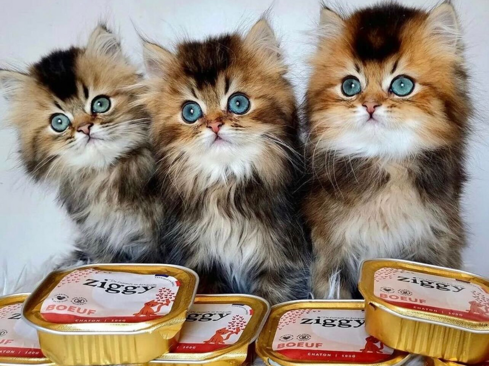 Adopter un chaton : quand, comment et à quel âge ?