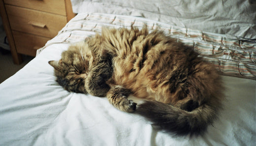 Comment aider mon chat à se détendre ?