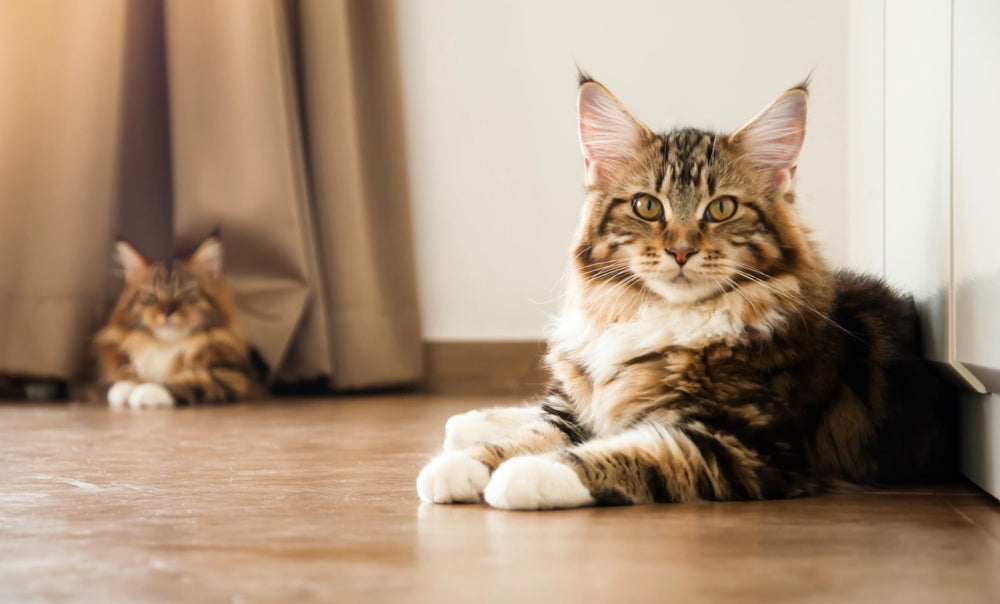 Bien nourrir son chat Maine Coon