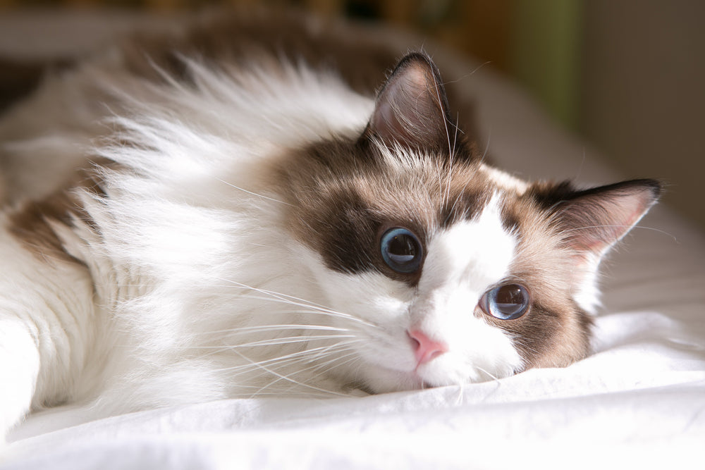 chat ragdoll couché sur le lit