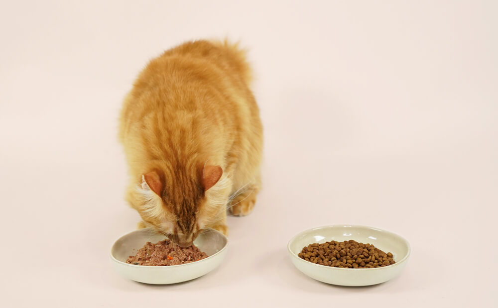 chat roux  qui mange dans une gamelle avec de la pâtée plutôt que dans la gamelle de croquettes à côté de lui