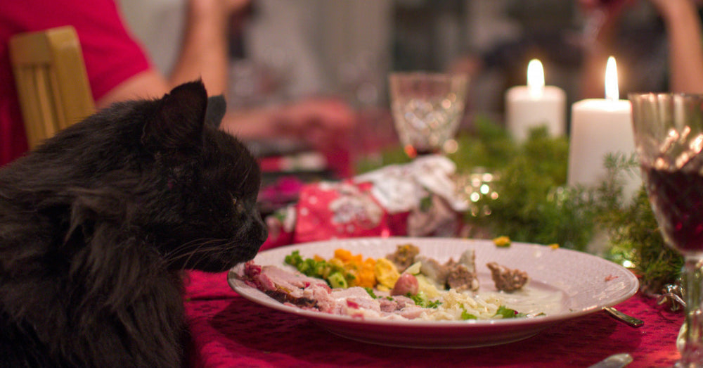 chat noir assis à une table de fêtes avec une assiette remplie d'aliments devant lui