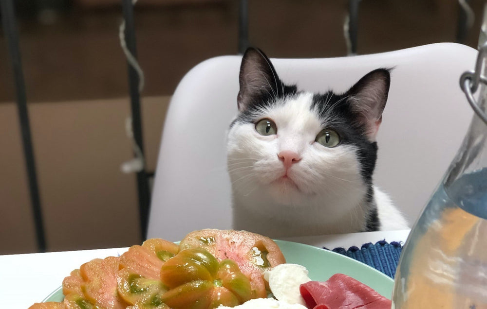 chat noir et blanc assis sur une chaise fasse à une assiettes d'aliments : des tomates, du fromage et de la charcuterie