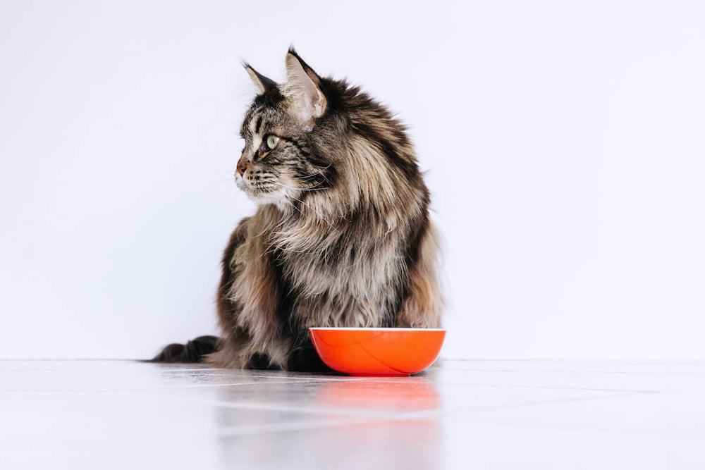 chat de race maine coon devant une gamelle orange