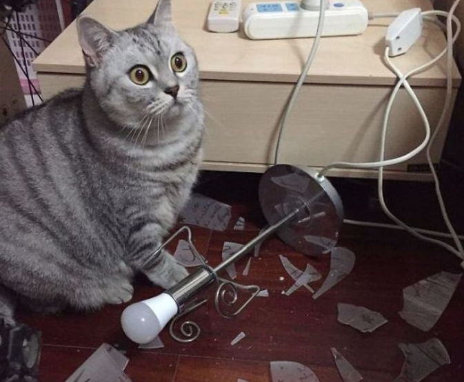 Top 20 des pires bêtises de vos chats