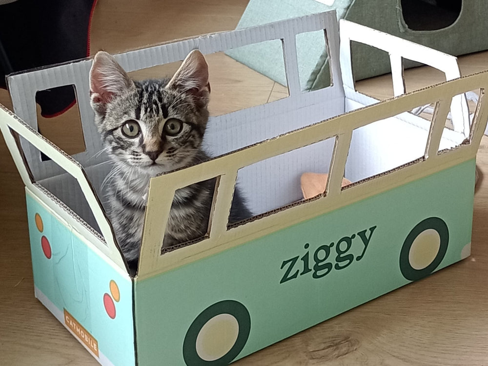 Chaton dans un carton