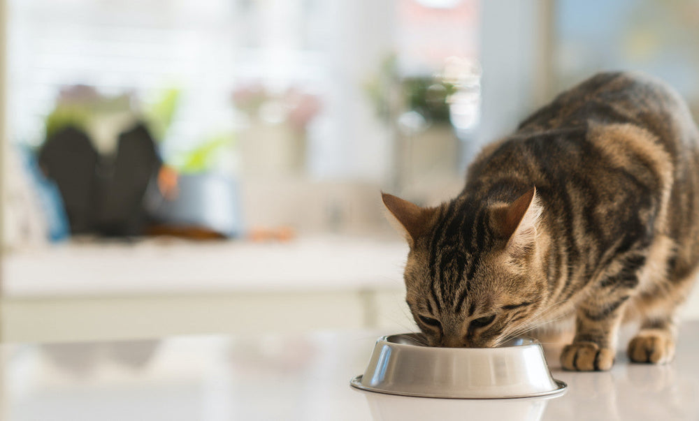 chat tigré mangeant dans sa gamelle en inox sur un plan de travail