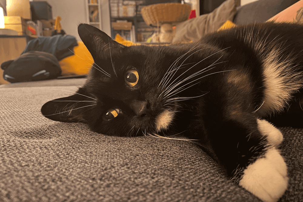 Mon chat est âgé (senior), quelle nourriture lui donner ?