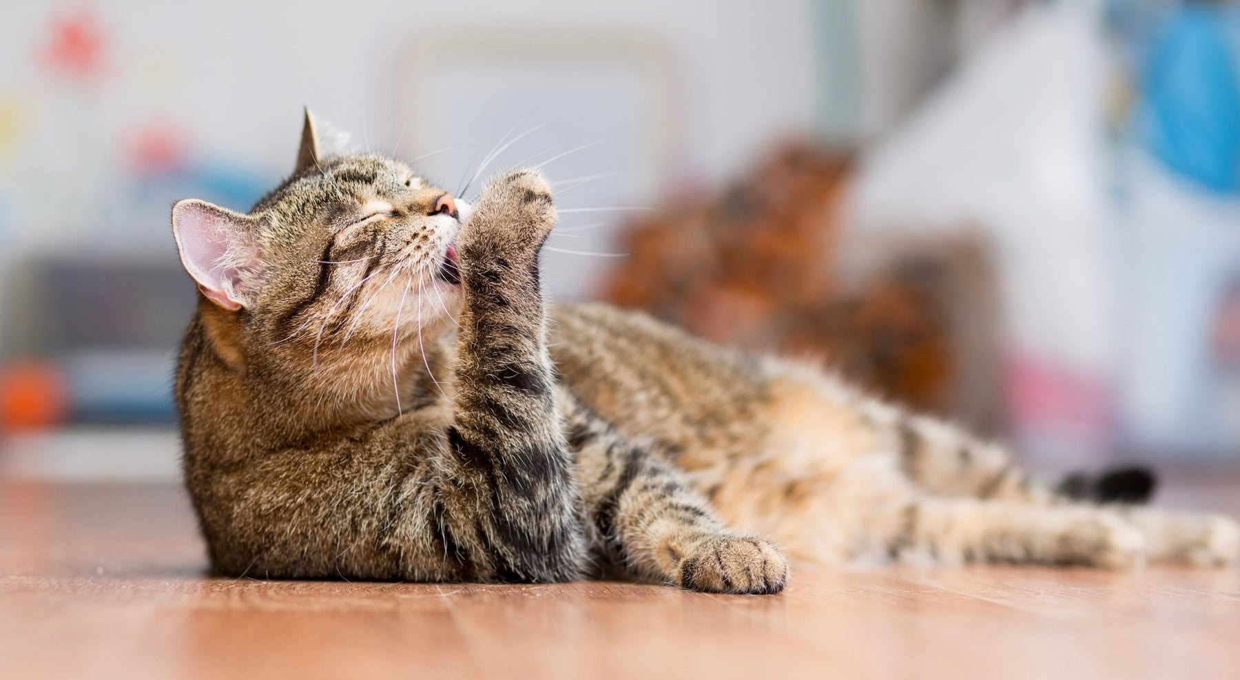 La levure de bière pour le chat 