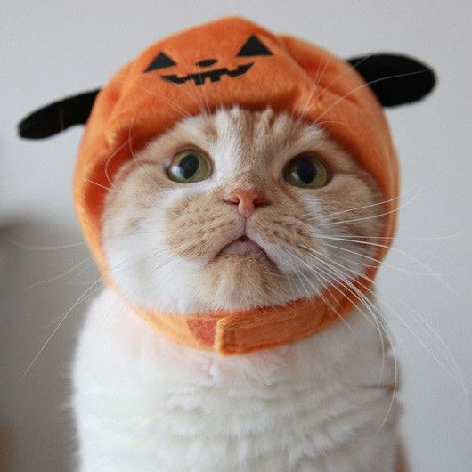 chat costume halloween