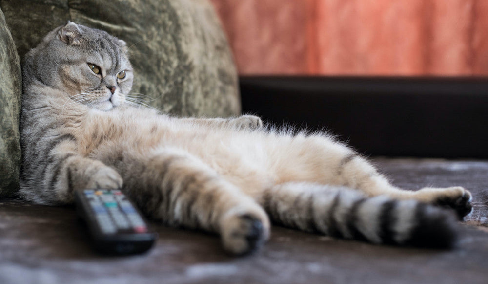 Top 10 des films à regarder avec son chat le soir de la Saint-Valentin