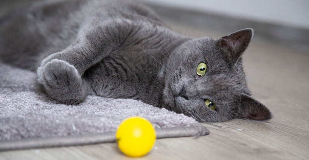 chat gris allongé avec une balle jaune