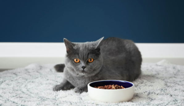 les glucides dans l'alimentation de mon chat