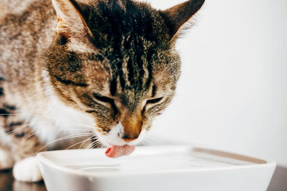 Pourquoi mon chat boit plus d'eau que d'habitude ?