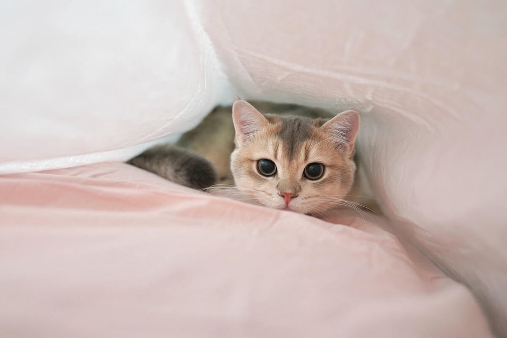 Top 20 des noms de chat les plus donnés en 2021