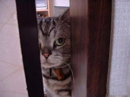 Top 10 des preuves que nos chats domineront le monde