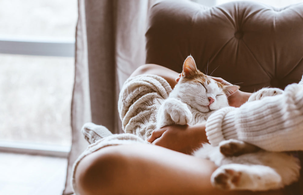 chat allongé sur les genoux de sa maîtresse dans un canapé