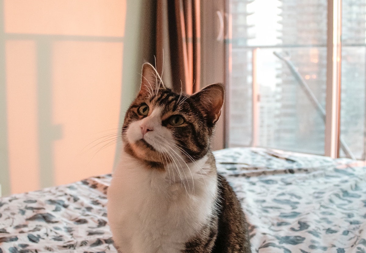 chat tigré et blanc assis sur un lit 