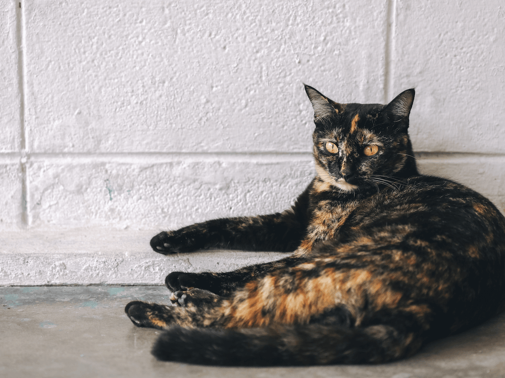 Chat écaille de tortue allongé