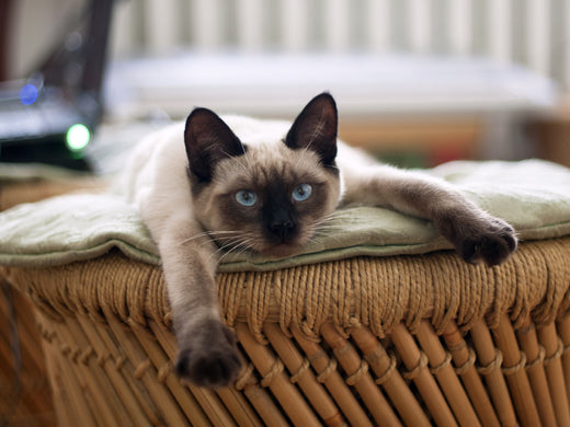 chat heureux en appartement allongé sur un plaid