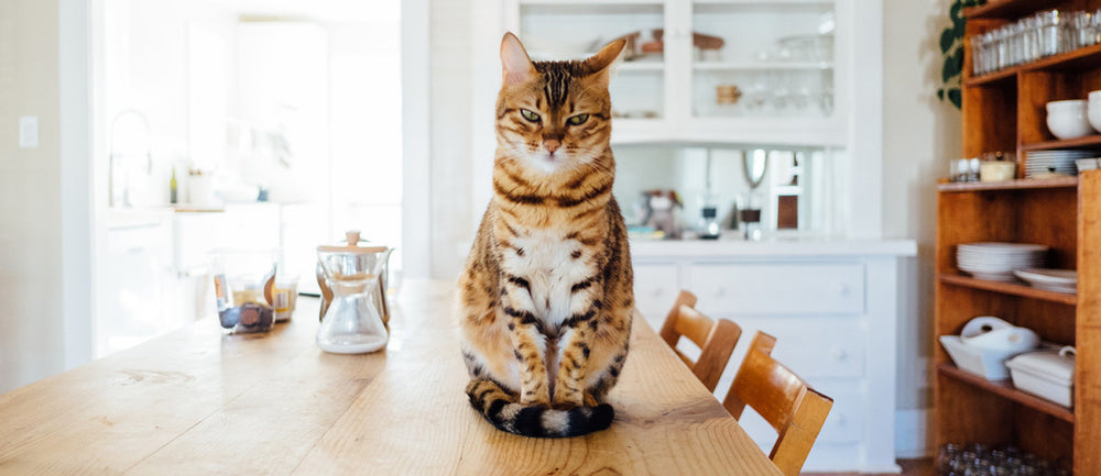 chat tigré assis sur une table de cuisine en bois