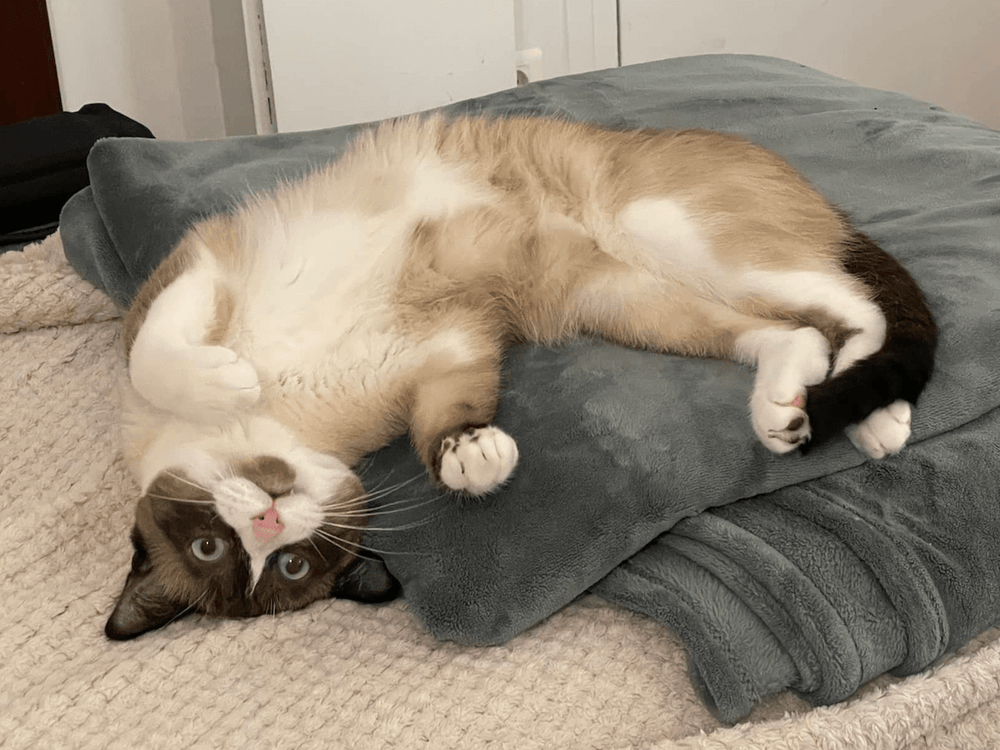 Mon chat mange moins quand il fait chaud, que faire ?