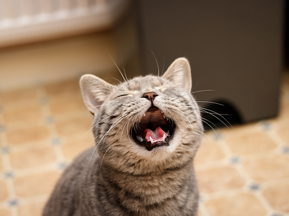 Mon chat miaule la nuit : pourquoi et que faire ?