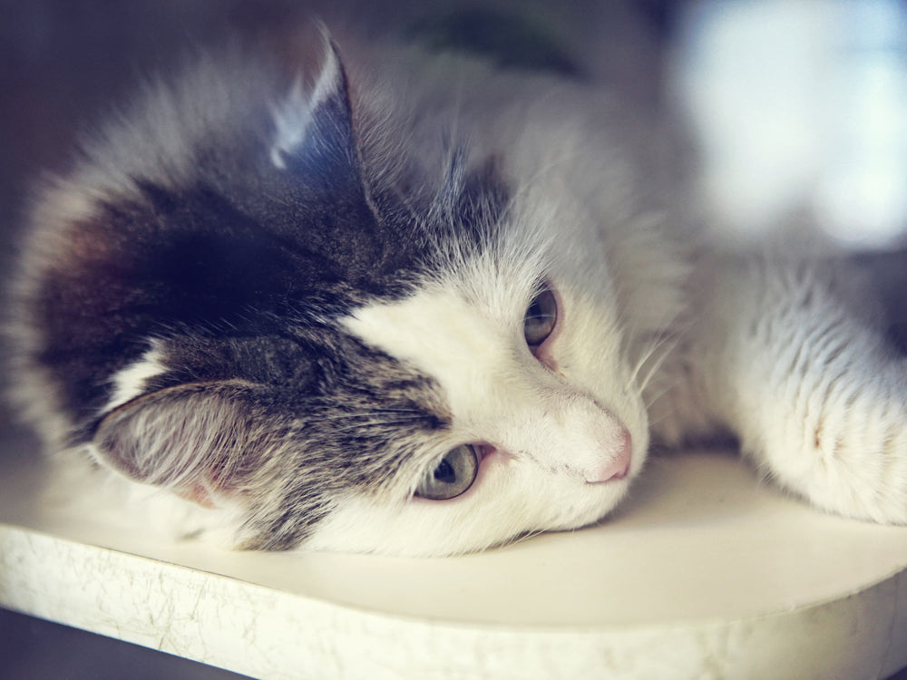 Chat triste allongé