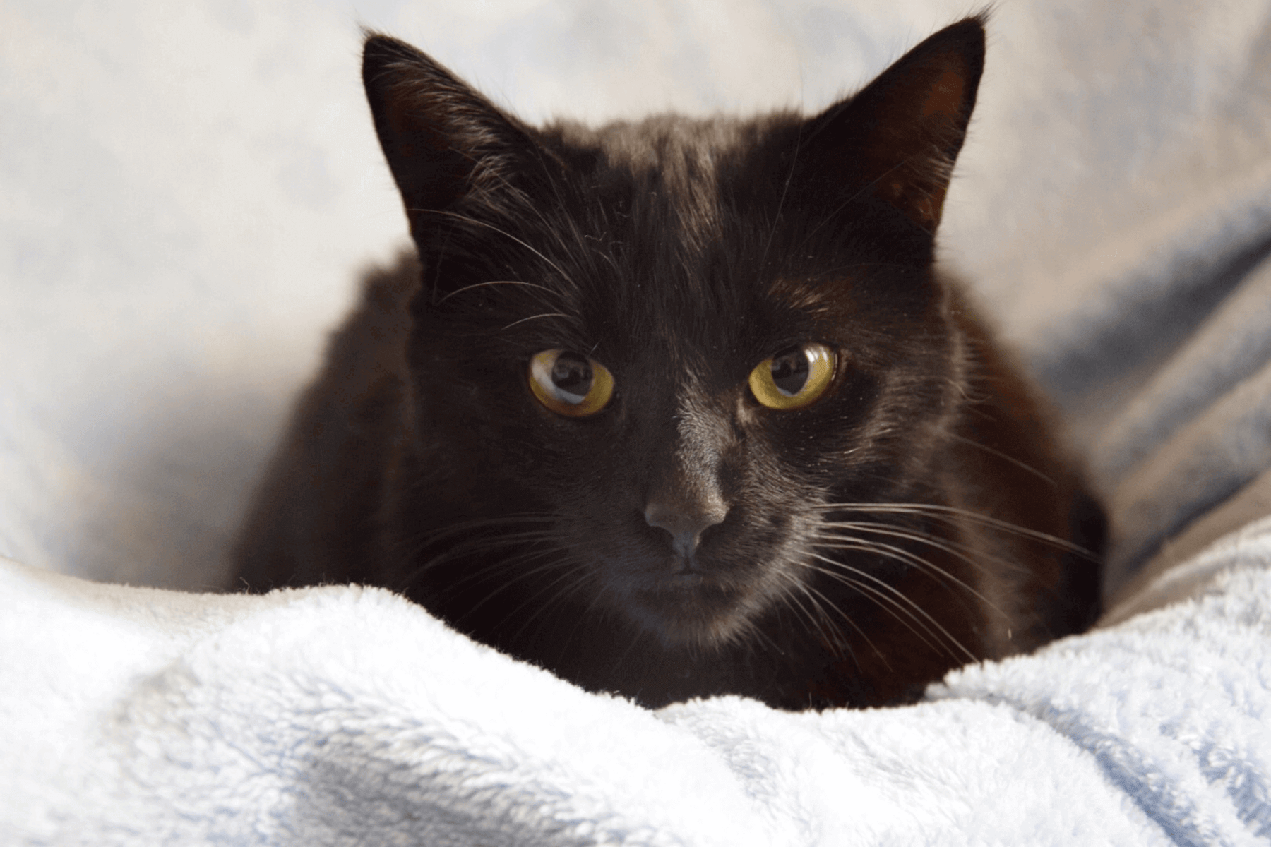 chat noir qui a le nez qui coule