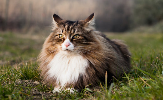 chat norvégien allongé dans l'herbe