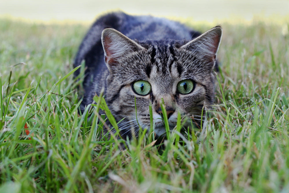 chat tigré aux yeux verts en position de chasse entre les herbes