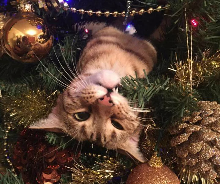 chat dans un sapin de Noël, mordille une branche