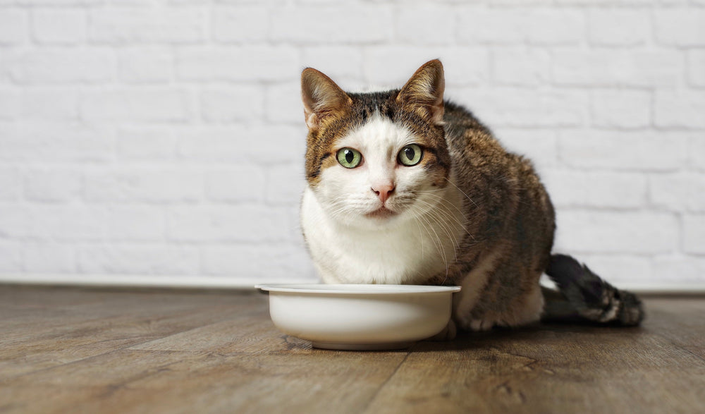 alimentation chat stérilisé