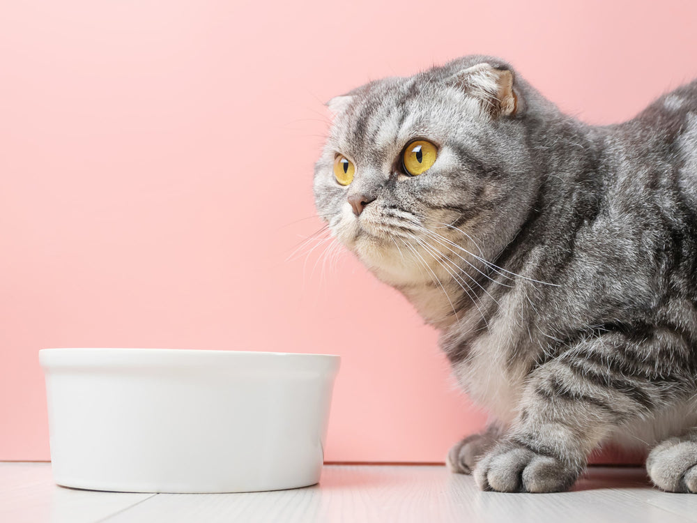 Chat devant sa gamelle de nourriture