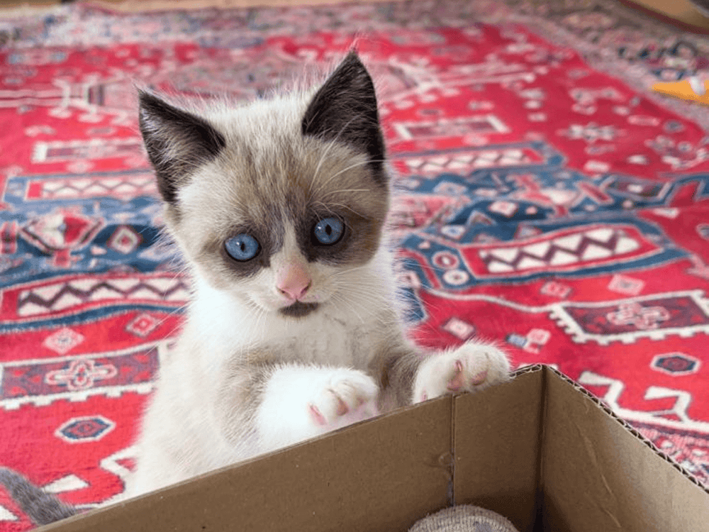 Mon chaton a le ventre gonflé, est-ce normal ?