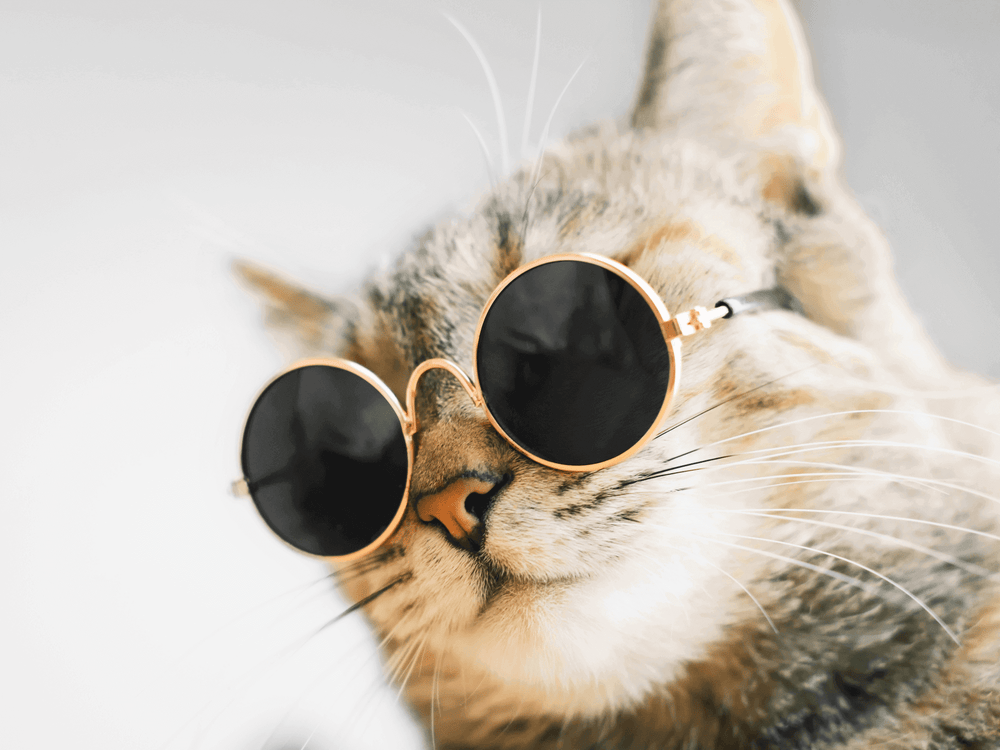 Cinéma : nos 10 chats préférés du grand écran