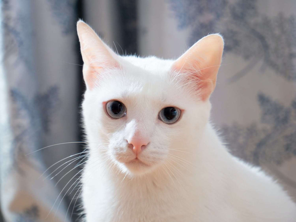 Top 10 des choses à savoir sur les chats blancs