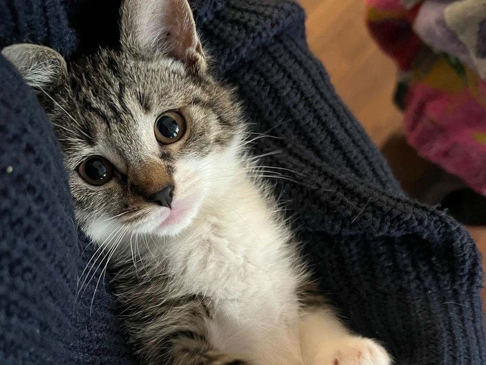 Croquettes chaton : 4 critères pour bien les choisir