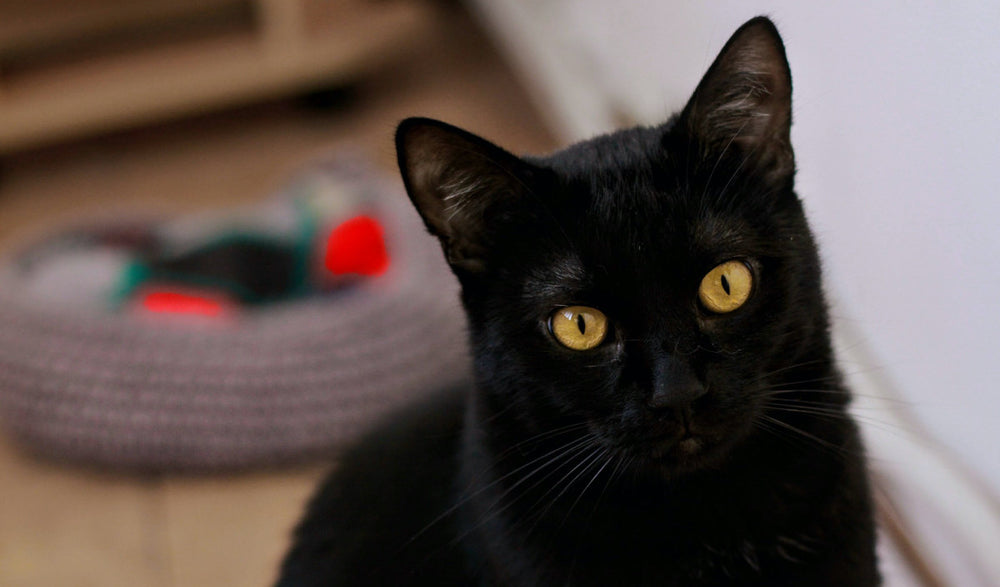 chat noir aux yeux jaunes avec son lit en arrière plan
