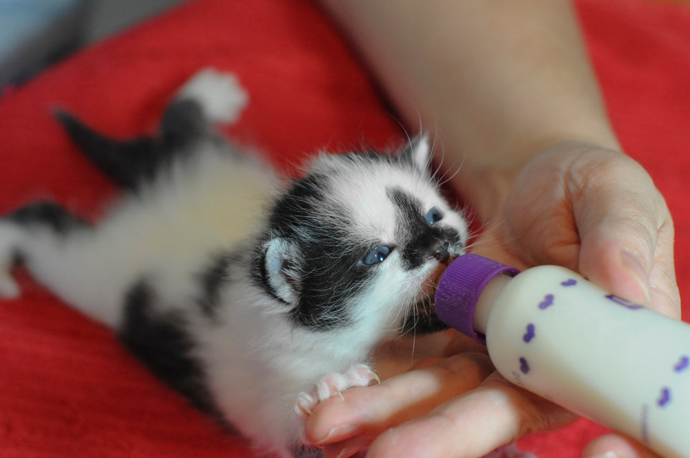 chaton en train de boire son biberon de lait