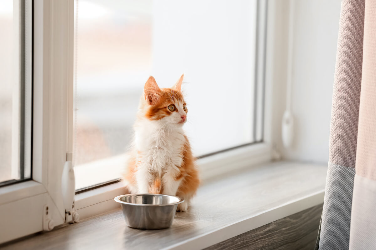 Comment nourrir mon chaton stérilisé ?