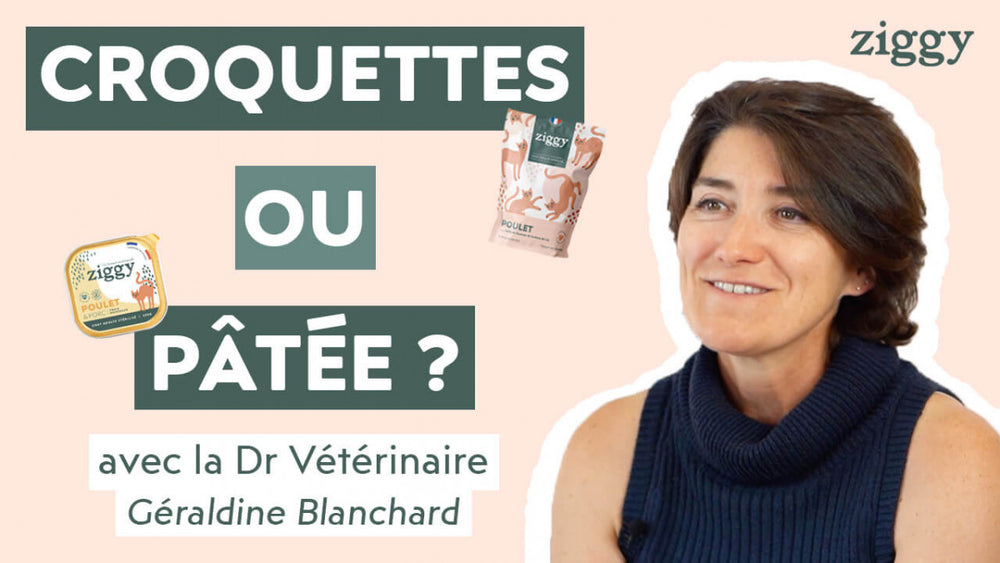 Vidéo : Croquettes ou pâtée ? par notre Dr vétérinaire-nutritionniste Géraldine Blanchard
