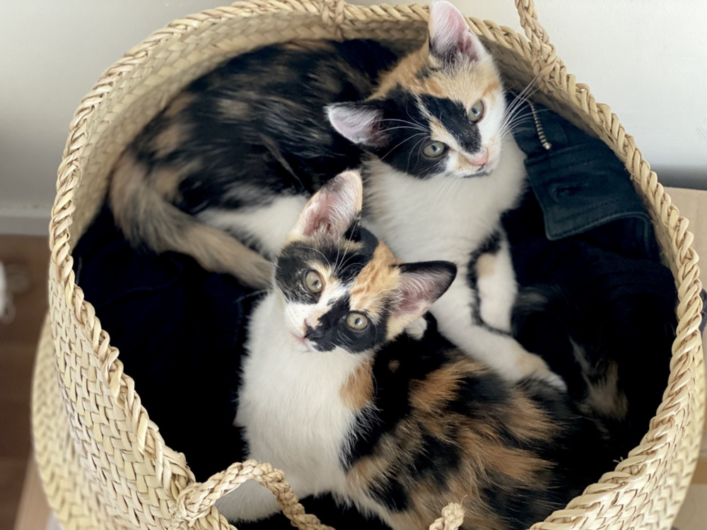 Chatons dans un panier 