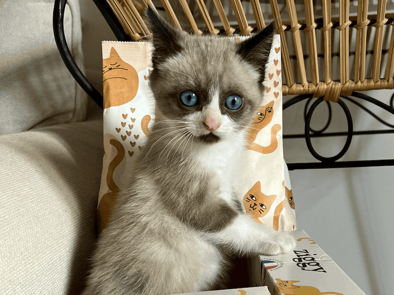 chaton avec des croquettes et pâtées