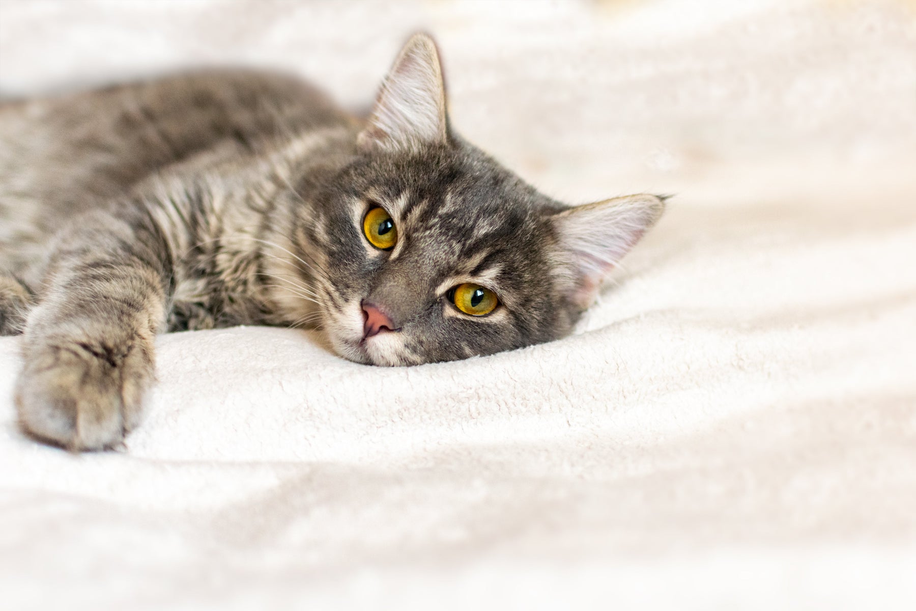 la cystite chez le chat
